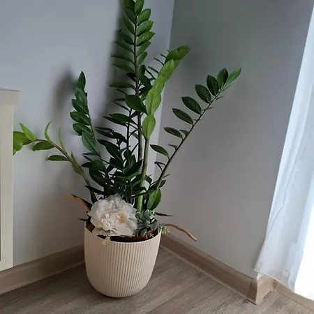 Citrin Banja Koviljača